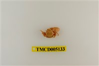 藏品(鋸額豆瓷蟹)的圖片